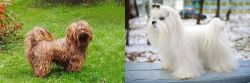Tsvetnaya Bolonka vs Maltese - Breed Comparison