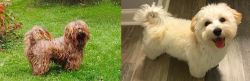 Tsvetnaya Bolonka vs Maltipoo - Breed Comparison