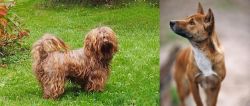 Tsvetnaya Bolonka vs New Guinea Singing Dog - Breed Comparison