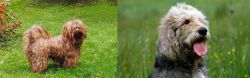 Tsvetnaya Bolonka vs Otterhound - Breed Comparison
