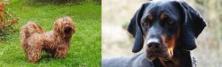 Tsvetnaya Bolonka vs Polish Hunting Dog - Breed Comparison