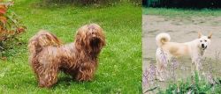 Tsvetnaya Bolonka vs Pungsan Dog - Breed Comparison