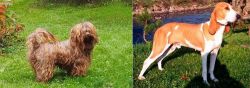 Tsvetnaya Bolonka vs Schweizer Laufhund - Breed Comparison