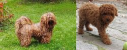 Tsvetnaya Bolonka vs Toy Poodle - Breed Comparison