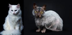 Turkish Angora vs Lykoi - Breed Comparison