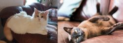 Turkish Van vs Burmese - Breed Comparison