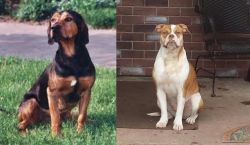 Tyrolean Hound vs Alapaha Blue Blood Bulldog - Breed Comparison