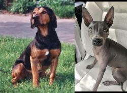Tyrolean Hound vs American Hairless Terrier - Breed Comparison