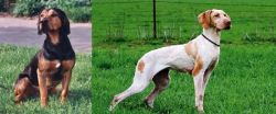 Tyrolean Hound vs Ariege Pointer - Breed Comparison