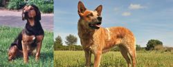 Tyrolean Hound vs Australian Red Heeler - Breed Comparison
