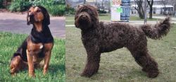 Tyrolean Hound vs Barbet - Breed Comparison