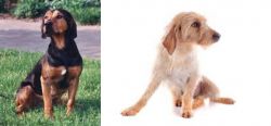 Tyrolean Hound vs Basset Fauve de Bretagne - Breed Comparison