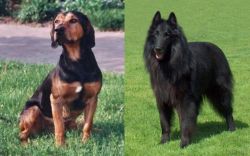 Tyrolean Hound vs Belgian Shepherd Dog (Groenendael) - Breed Comparison