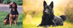Tyrolean Hound vs Black Norwegian Elkhound - Breed Comparison