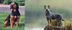 Tyrolean Hound vs Blue Healer - Breed Comparison