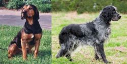 Tyrolean Hound vs Blue Picardy Spaniel - Breed Comparison