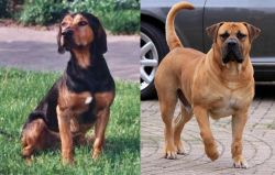 Tyrolean Hound vs Boerboel - Breed Comparison