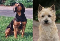Tyrolean Hound vs Cairn Terrier - Breed Comparison