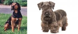 Tyrolean Hound vs Cesky Terrier - Breed Comparison