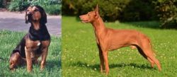 Tyrolean Hound vs Cirneco dell'Etna - Breed Comparison