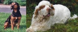 Tyrolean Hound vs Clumber Spaniel - Breed Comparison