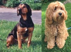 Tyrolean Hound vs Cockapoo - Breed Comparison