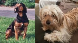 Tyrolean Hound vs Cyprus Poodle - Breed Comparison