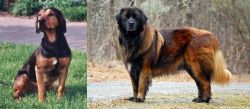 Tyrolean Hound vs Estrela Mountain Dog - Breed Comparison