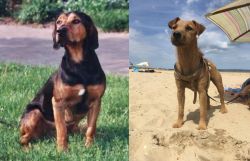 Tyrolean Hound vs Fell Terrier - Breed Comparison