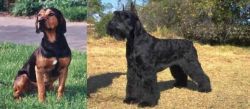 Tyrolean Hound vs Giant Schnauzer - Breed Comparison
