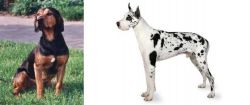 Tyrolean Hound vs Great Dane - Breed Comparison