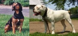 Tyrolean Hound vs Hermes Bulldogge - Breed Comparison