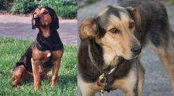 Tyrolean Hound vs Huntaway - Breed Comparison