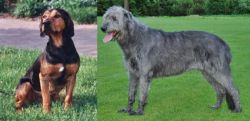 Tyrolean Hound vs Irish Wolfhound - Breed Comparison