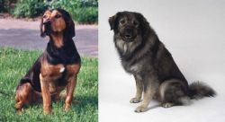 Tyrolean Hound vs Istrian Sheepdog - Breed Comparison