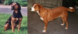 Tyrolean Hound vs Osterreichischer Kurzhaariger Pinscher - Breed Comparison