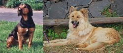 Tyrolean Hound vs Pastor Garafiano - Breed Comparison