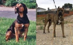 Tyrolean Hound vs Perro de Toro - Breed Comparison