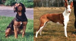 Tyrolean Hound vs Podenco Canario - Breed Comparison