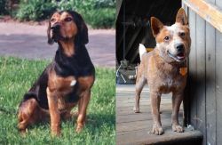 Tyrolean Hound vs Red Heeler - Breed Comparison