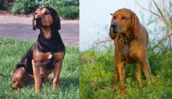 Tyrolean Hound vs Redbone Coonhound - Breed Comparison