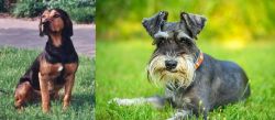 Tyrolean Hound vs Schnauzer - Breed Comparison