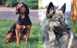 Tyrolean Hound vs Shiloh Shepherd - Breed Comparison