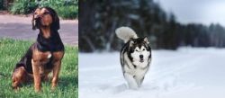 Tyrolean Hound vs Siberian Husky - Breed Comparison