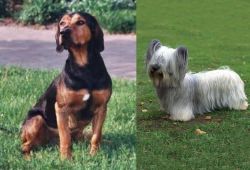 Tyrolean Hound vs Skye Terrier - Breed Comparison
