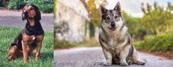 Tyrolean Hound vs Swedish Vallhund - Breed Comparison