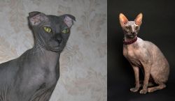 Ukrainian Levkoy vs Don Sphynx - Breed Comparison