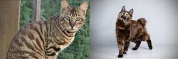 Ussuri vs Japanese Bobtail - Breed Comparison