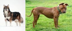 Utonagan vs American Pit Bull Terrier - Breed Comparison