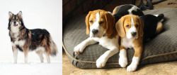 Utonagan vs Beagle - Breed Comparison